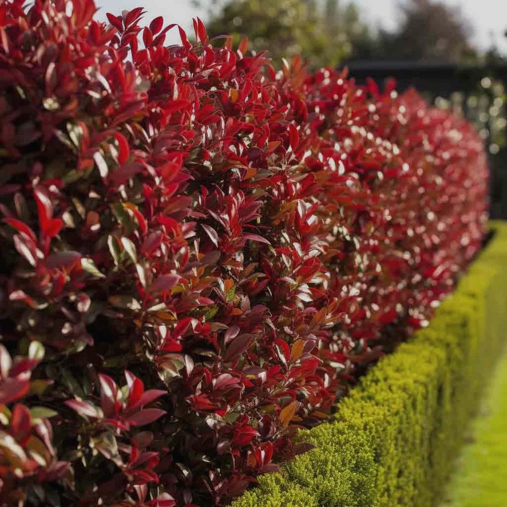 Cum se ingrijeste un gard viu de Photinia Red Robin